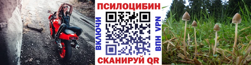 Псилоцибиновые грибы прущие грибы  кракен ССЫЛКА  нарко площадка официальный сайт  Сусуман 
